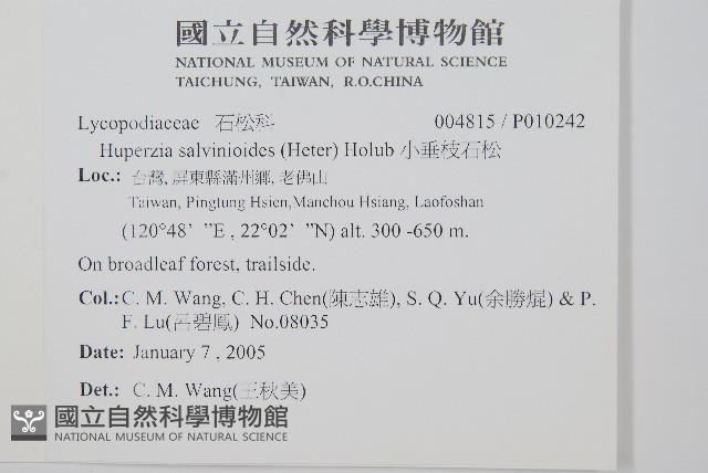 小垂枝石松藏品圖，第2張