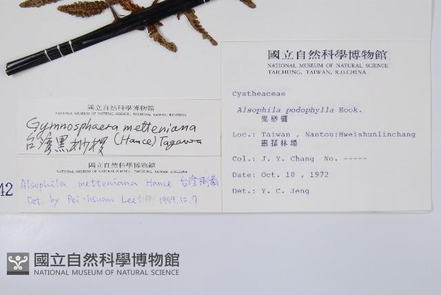 台灣黑桫欏藏品圖，第2張