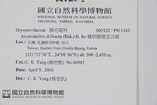 彎柄假複葉耳蕨藏品圖，第2張