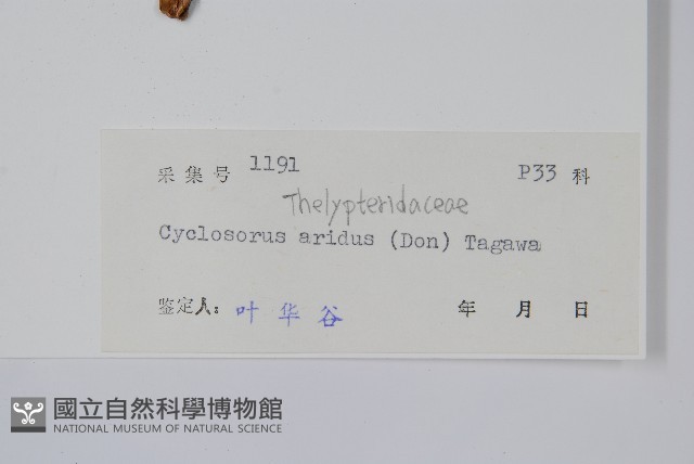 擬毛蕨藏品圖，第2張