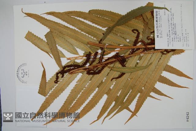 粗齒革葉紫萁藏品圖，第1張