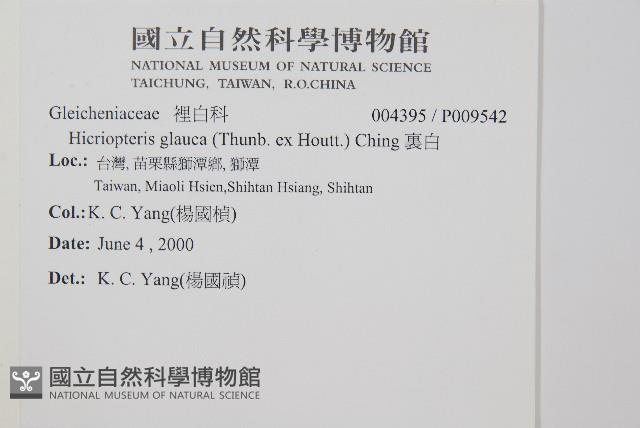 裏白藏品圖，第2張