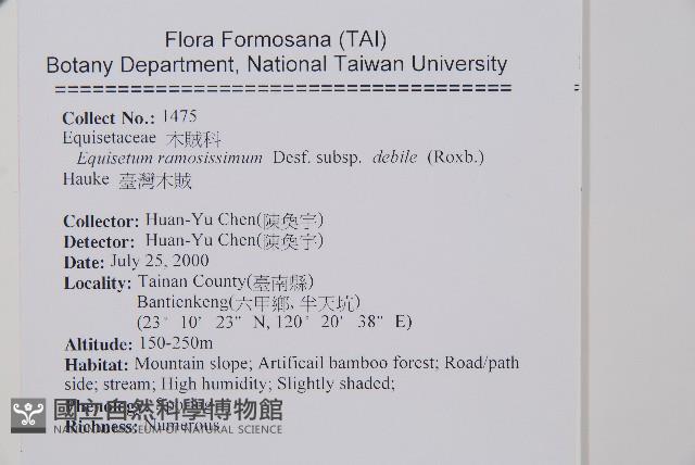 臺灣木賊藏品圖，第2張