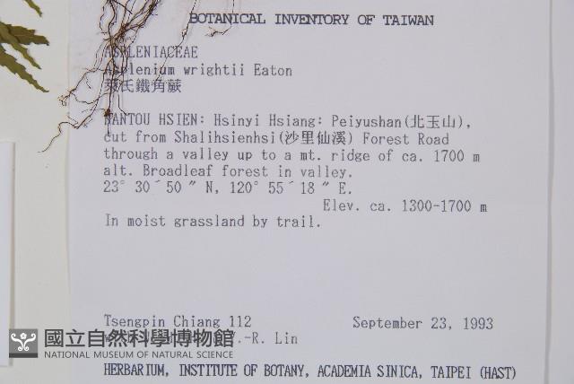 萊氏鐵角蕨藏品圖，第2張