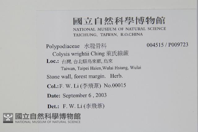 車前蕨藏品圖，第2張