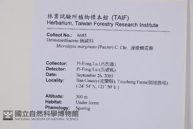 邊緣鱗蓋蕨藏品圖，第2張