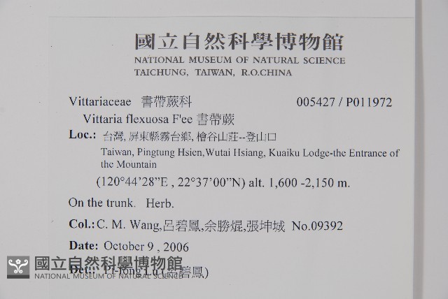 書帶蕨藏品圖，第2張