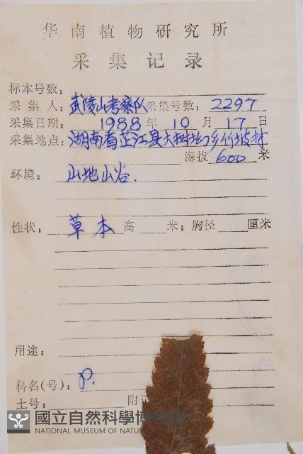 華東安蕨藏品圖，第2張