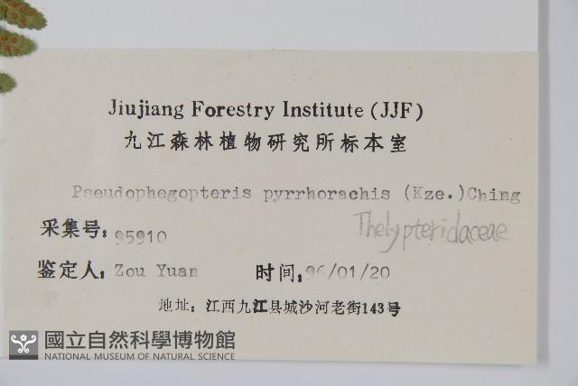 紫柄蕨藏品圖，第2張