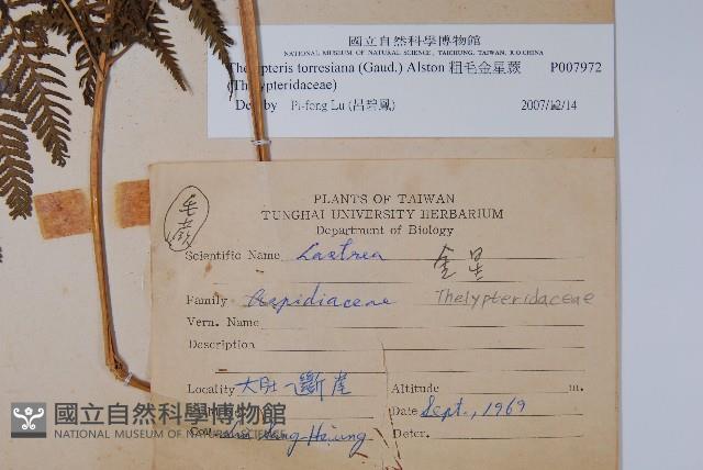 粗毛金星蕨藏品圖，第2張