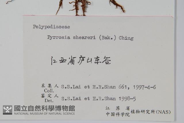 盧山石葦藏品圖，第2張