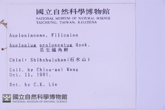 長生鐵角蕨藏品圖，第2張