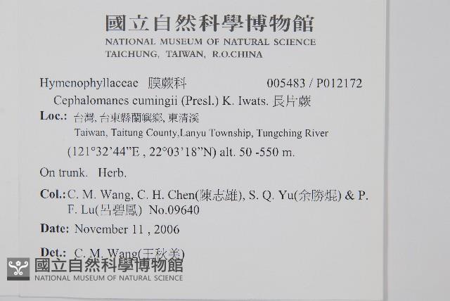 長片蕨藏品圖，第2張