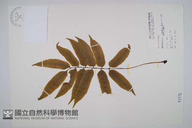 觀音座蓮藏品圖，第1張