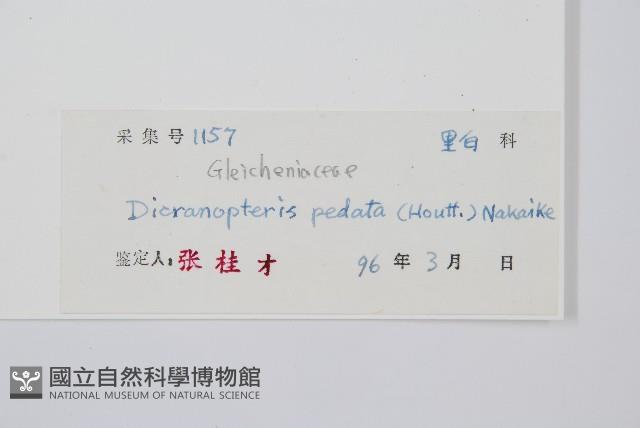 芒萁藏品圖，第2張