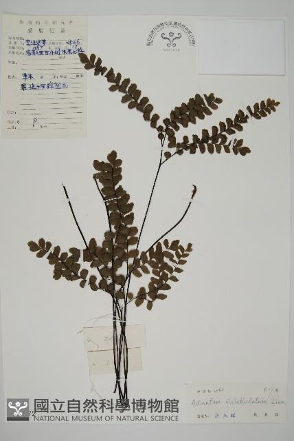 扇葉鐵線蕨藏品圖，第1張