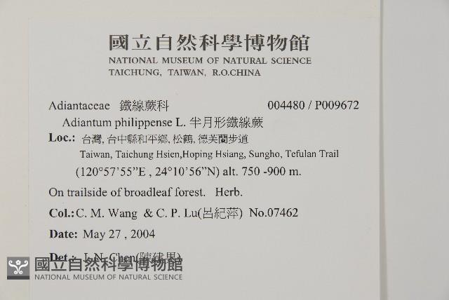 半月形鐵線蕨藏品圖，第2張