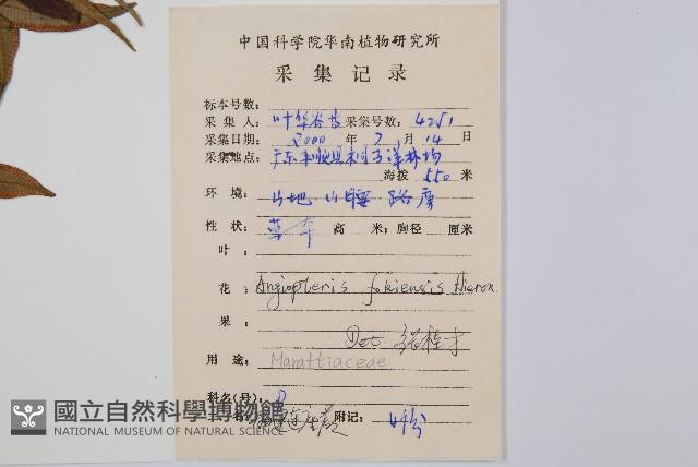 福建蓮座蕨藏品圖，第1張