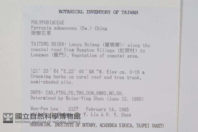 抱樹石葦藏品圖，第2張