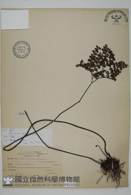 扇葉鐵線蕨藏品圖，第1張