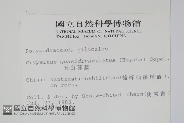 玉山茀蕨藏品圖，第2張