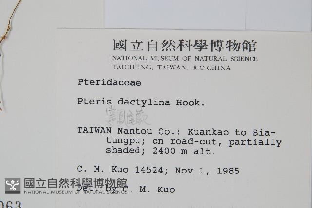 掌鳳尾蕨藏品圖，第2張