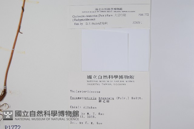 假毛蕨藏品圖，第2張