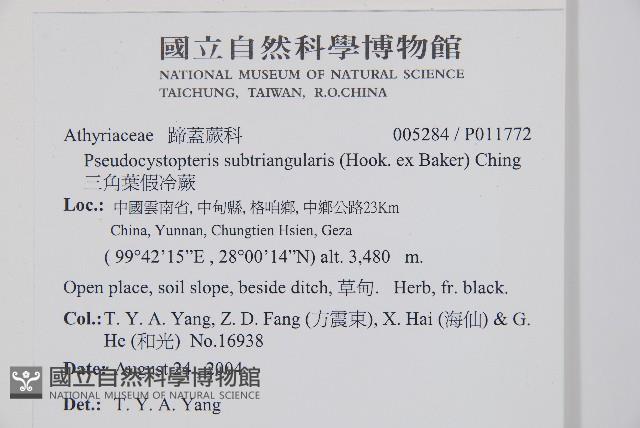 三角葉假冷蕨藏品圖，第5張