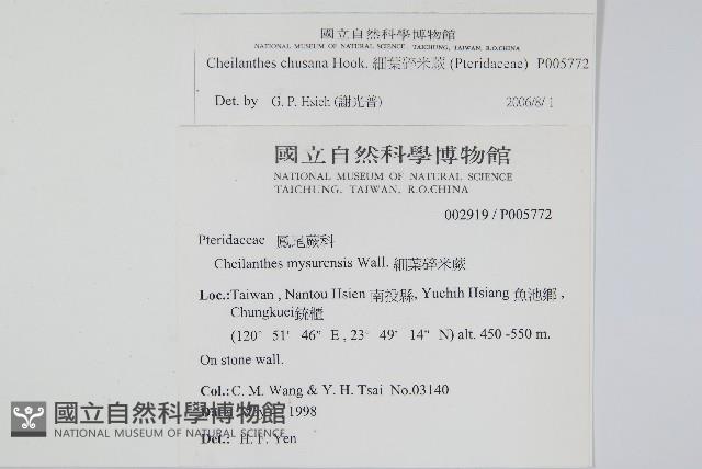 細葉碎米蕨藏品圖，第2張