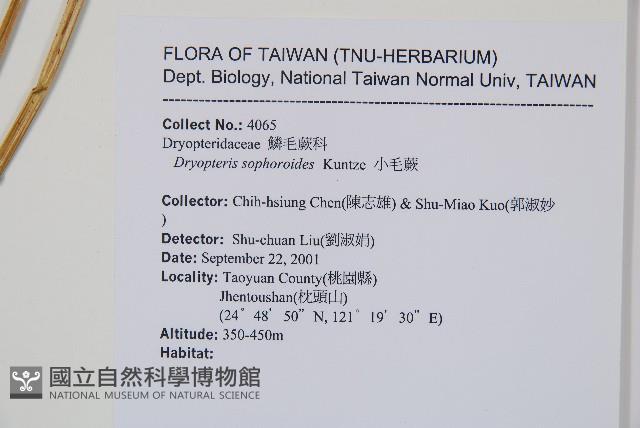 小毛蕨藏品圖，第2張