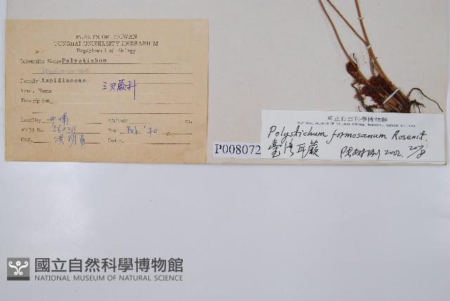 臺灣耳蕨藏品圖，第2張