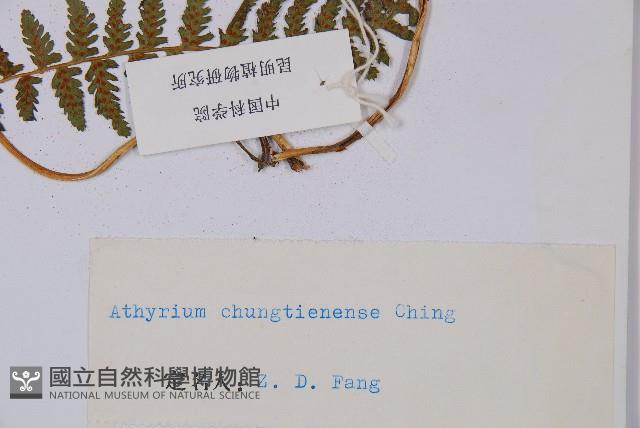 登錄號:P003772藏品圖，第2張