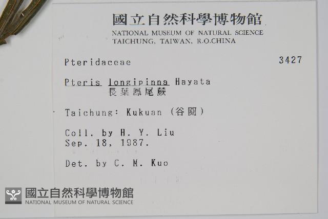 長葉鳳尾蕨藏品圖，第2張