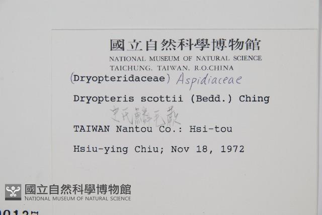 史氏鱗毛蕨藏品圖，第2張