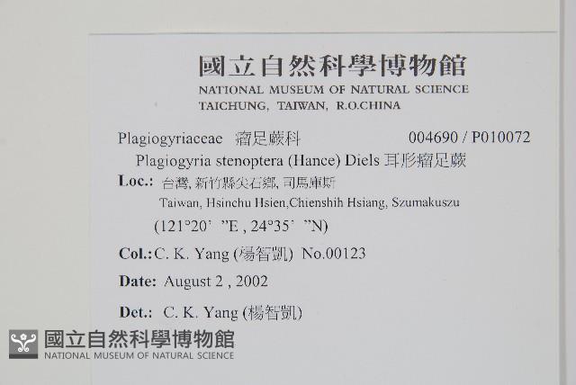 耳形瘤足蕨藏品圖，第2張