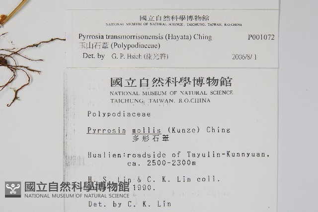 玉山石葦藏品圖，第2張