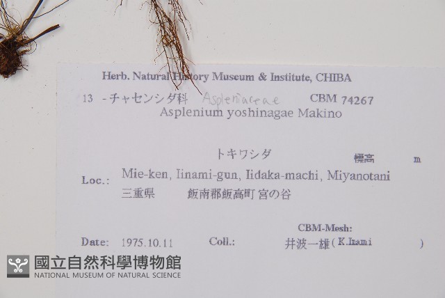 吉永鐵角蕨、斜葉鐵角蕨藏品圖，第2張