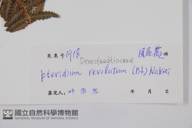 密毛蕨、巒大蕨藏品圖，第2張