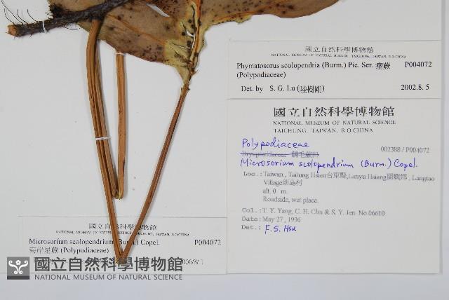 海岸星蕨藏品圖，第2張