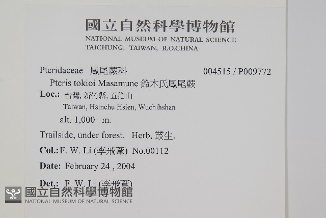 鈴木氏鳳尾蕨藏品圖，第2張