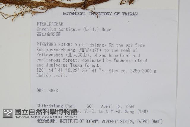 高山金粉蕨藏品圖，第2張