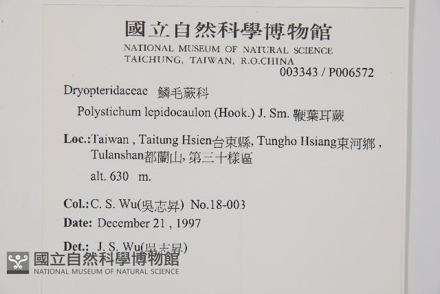 鞭葉耳蕨藏品圖，第2張