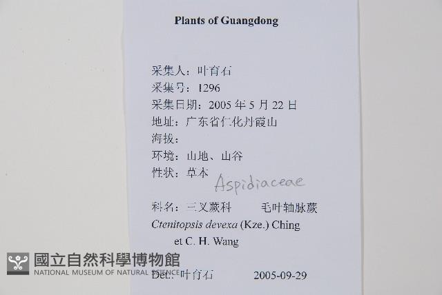 毛葉軸脈蕨藏品圖，第2張