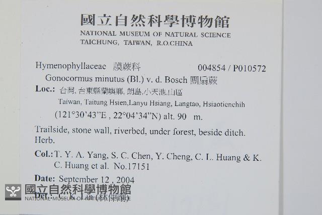 團扇蕨藏品圖，第2張