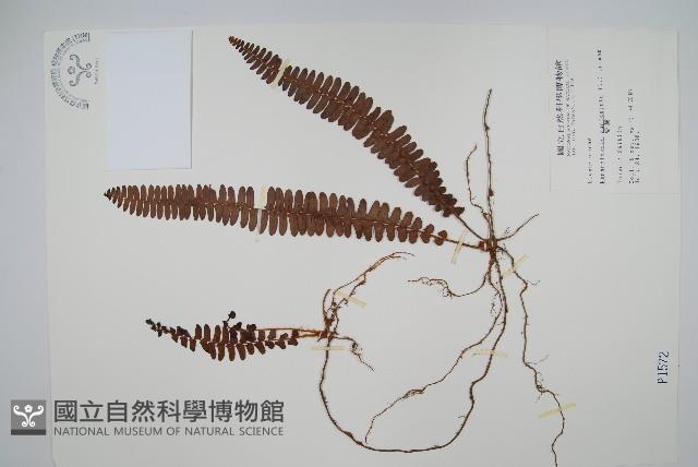 腎蕨藏品圖，第1張