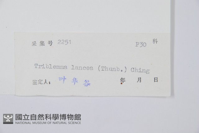 單葉雙蓋蕨藏品圖，第2張