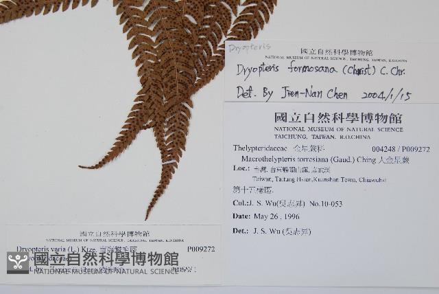 南海鱗毛蕨藏品圖，第2張