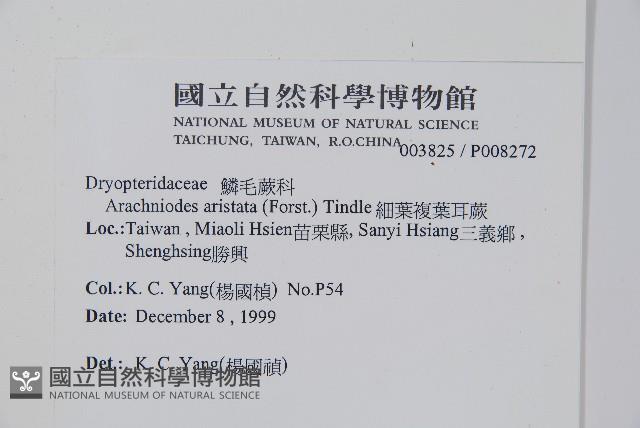 細葉複葉耳蕨藏品圖，第2張