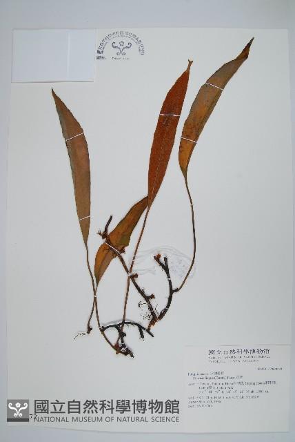 石葦藏品圖，第1張