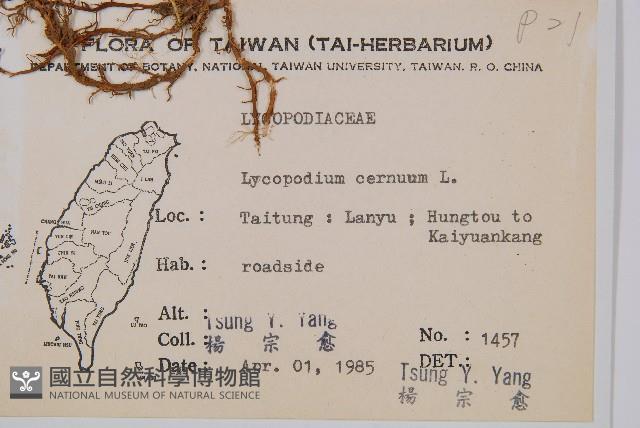 過山龍藏品圖，第2張